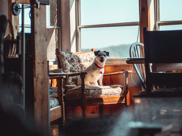 4 California Dog-Friendly Weekend Getaways