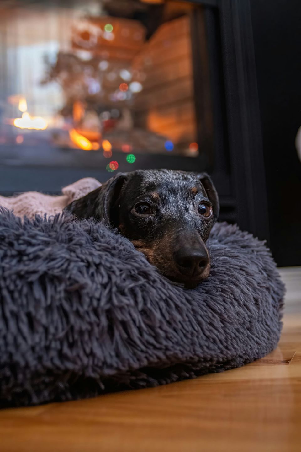 10 Travel-Ready Holiday Gifts for Dog Parents