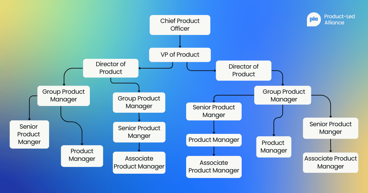 Product manager org chart / career path