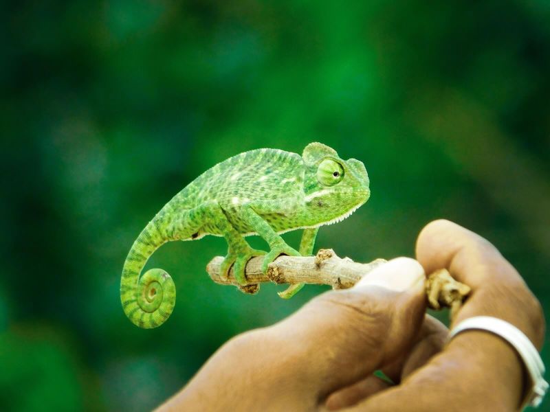 Adapt to anything:  How to be a product chameleon