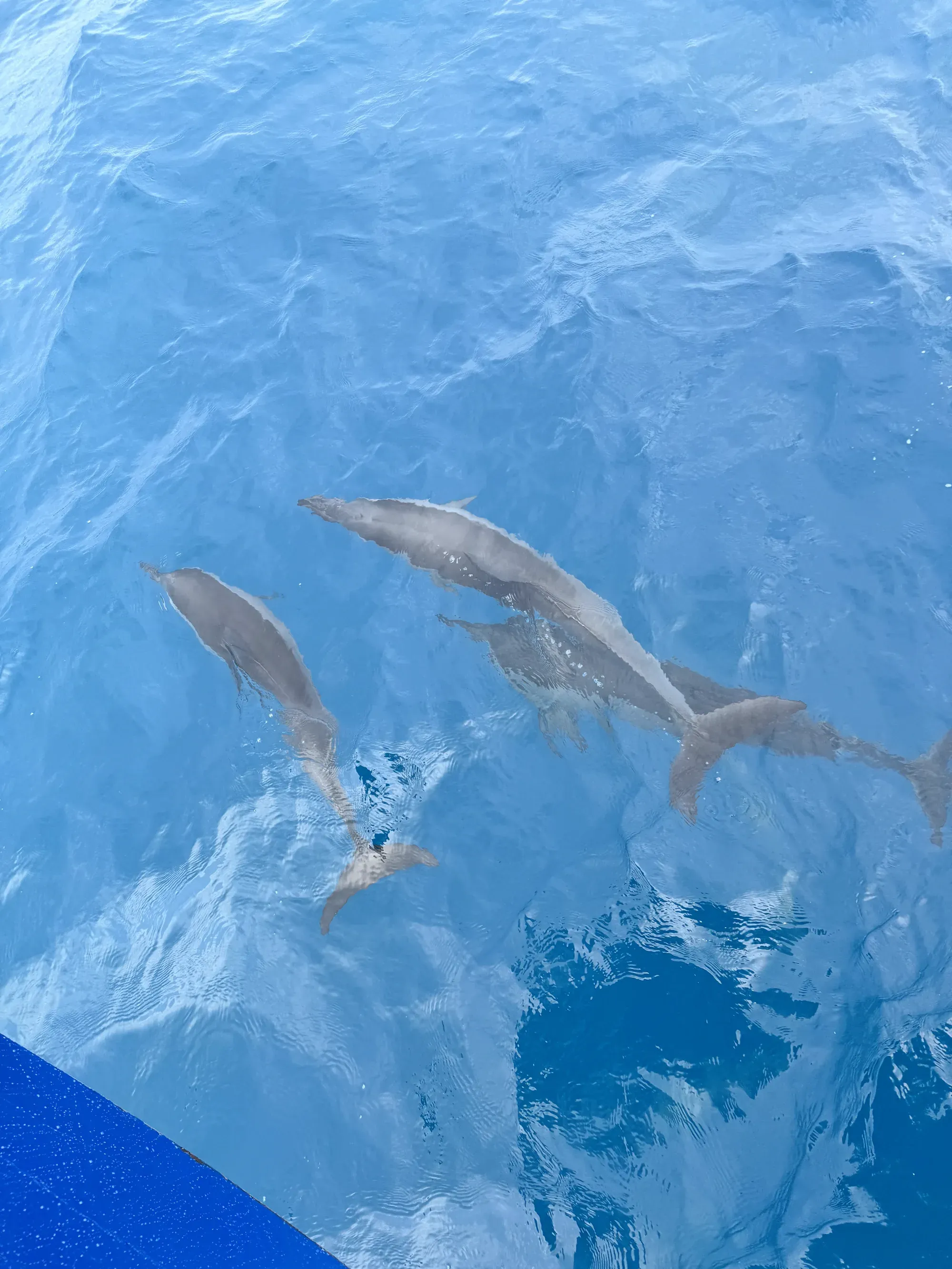 Three dolphins swimming alongside the boat on the dolphin excursion from Emerald Maldives