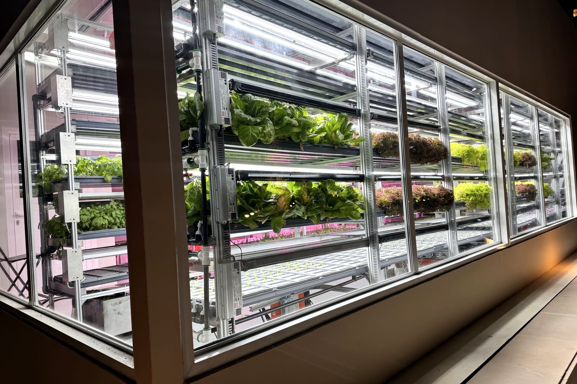 Hydroponic vertical farm growing lettuce and herbs under grow lights behind glass at the resort