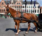 Delphine Lecompte haalt opnieuw uit: "sommige Bruggelingen zijn zwakzinnige boertjes"