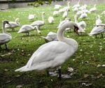 Burgemeester voert ‘executive order’ in: Brugse zwanen krijgen belastingsbrief