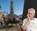 Einde verhaal voor Georgetje, de meest besproken Bruggeling van het jaar