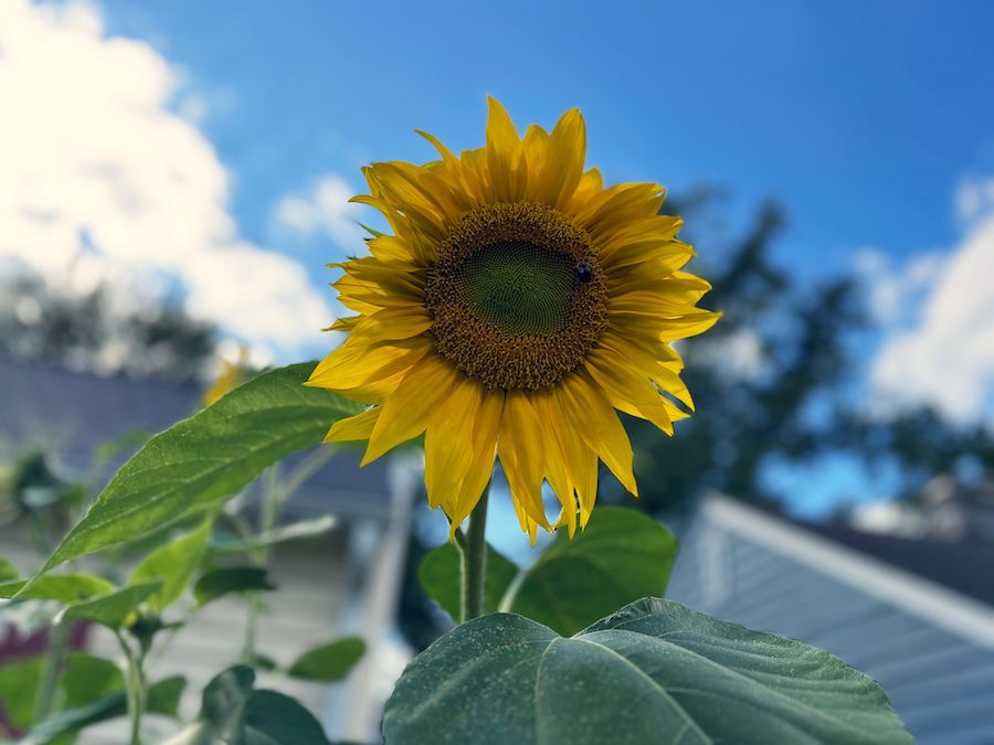 Pivotal City Votes and More Expected This week