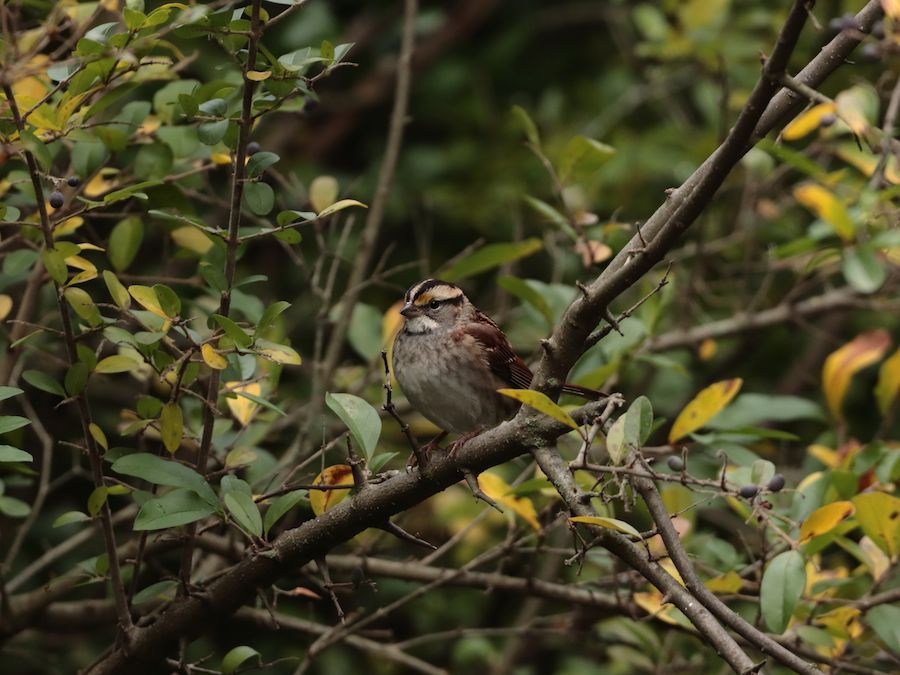 Autumn is a Beautiful Time to Experience Nature in East Lansing