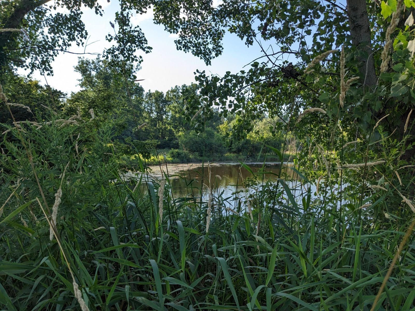 Invasion! East Lansing’s Fight Against Invasive Plants
