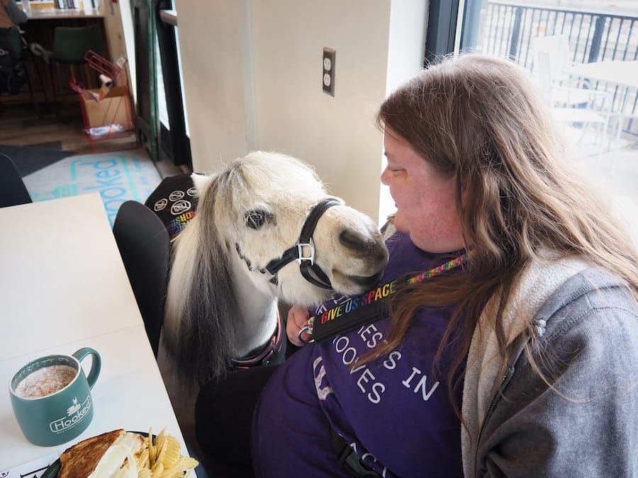 Miniature Service Horse Helps Area Woman Overcome Anxiety and Educate the Public