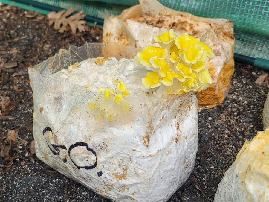 East Lansing Makers: Do You Know the Mushroom Man?