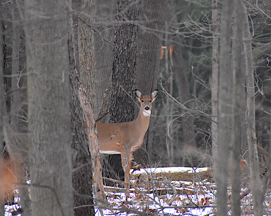 East Lansing’s Deer Concerns Persist as Officials Seek Lasting Solutions