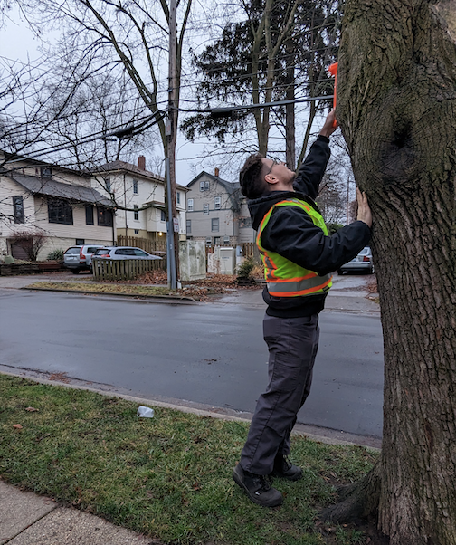 He Speaks for the Trees: Arborist Andy Gordon Joins City Staff
