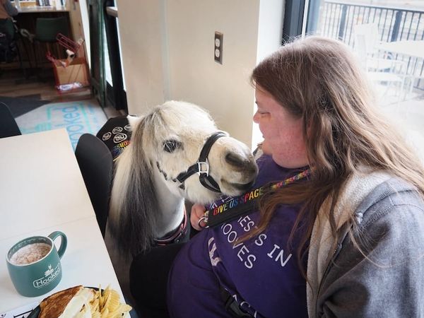 Miniature Service Horse Helps Area Woman Overcome Anxiety and Educate the Public