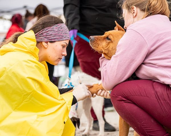 MSU Student Clinic to Help Homeless Pet Owners Keep Animals Healthy