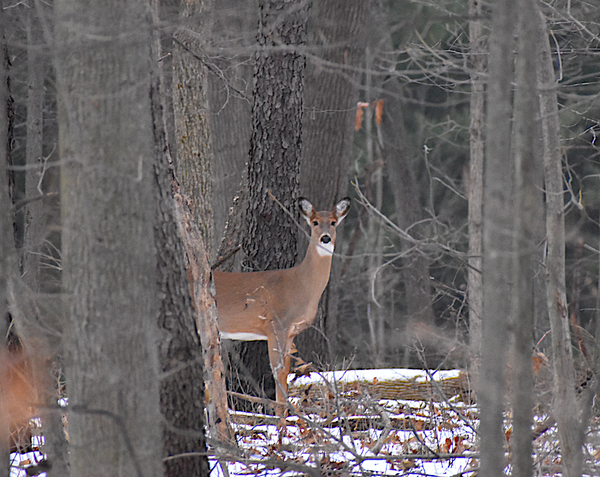 East Lansing’s Deer Concerns Persist as Officials Seek Lasting Solutions