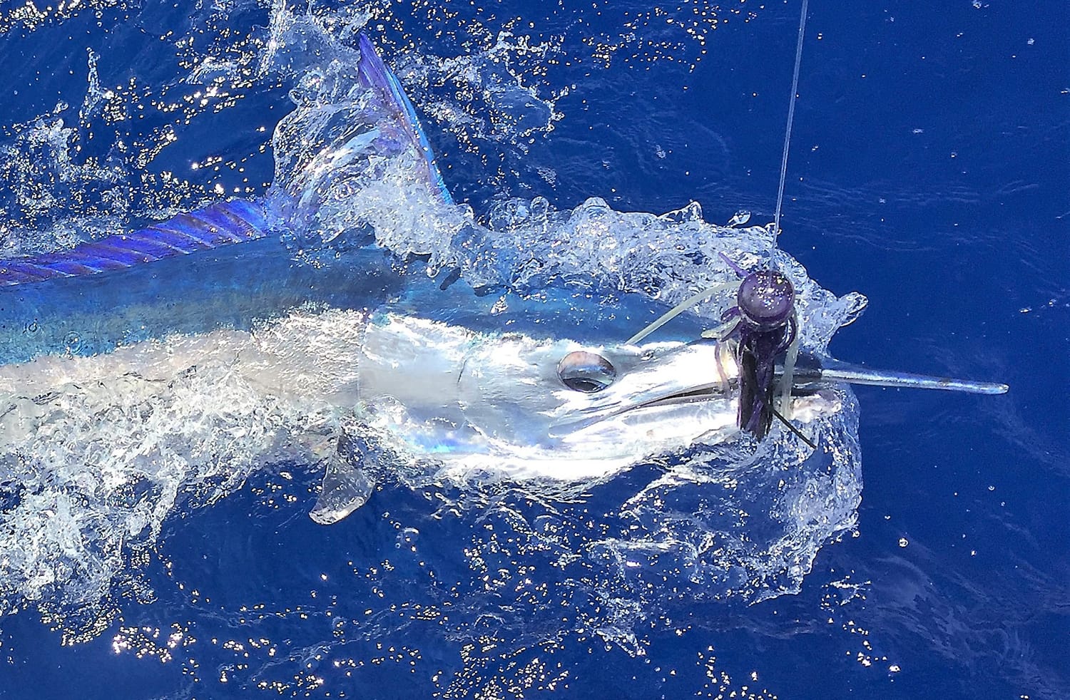 Императорская игла-рыба у борта лодки