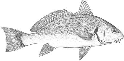 Ombrina (Umbrina cirrosa)