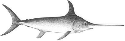 Pesce Spada (Xiphias gladius)
