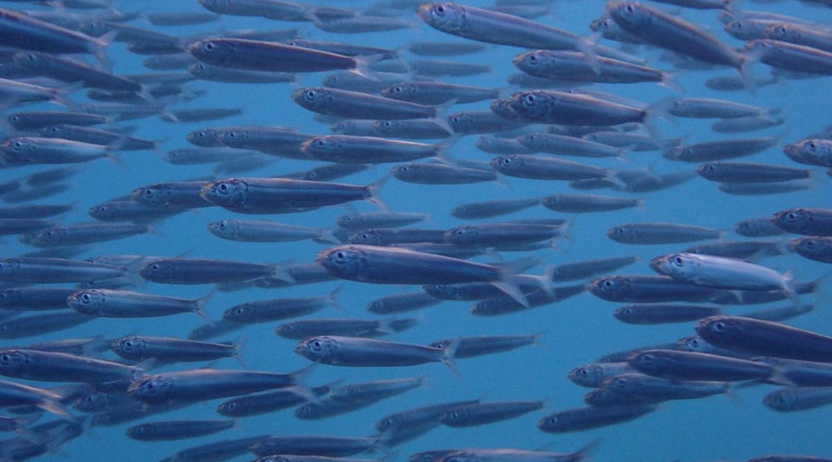 Nuova Unità Tecnica per il mare Adriatico