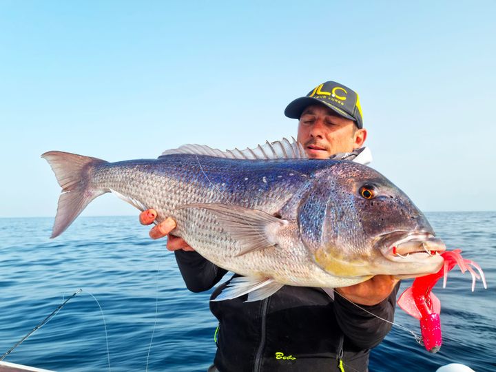 Dentice in Tutti i Modi