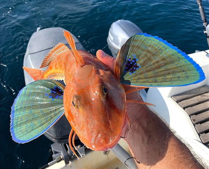 Deep Tai Rubber Kabura