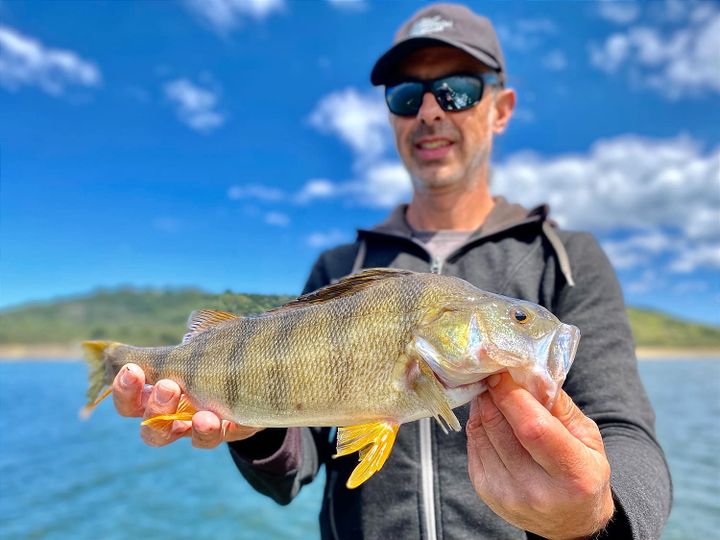 Big Perch Over 40