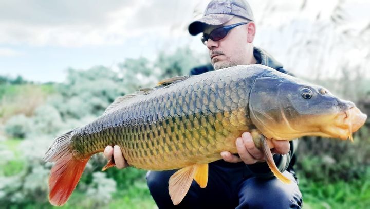 Boilies Sbriciolate