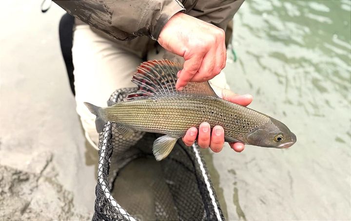 Pesce al Timo