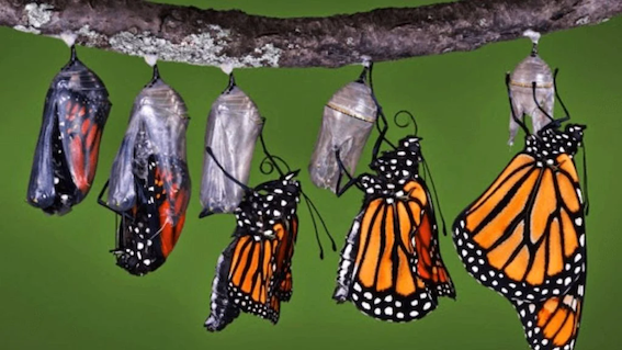 changeability-chenille-papillon