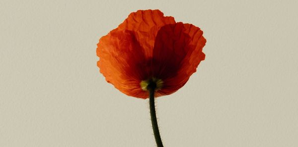 Small Stands, Big Questions