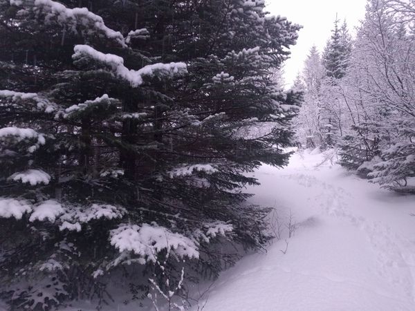 (Old Draft, Norwegian text and videos)   "Kystlyng nature type."              Removal of Sitka Spruce.