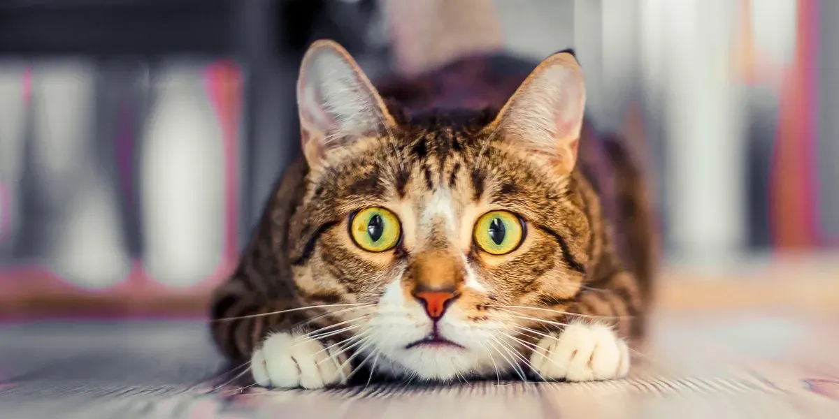 Un gatto che trova rifugio durante le pulizie: comportamento tipico dei felini sensibili al rumore