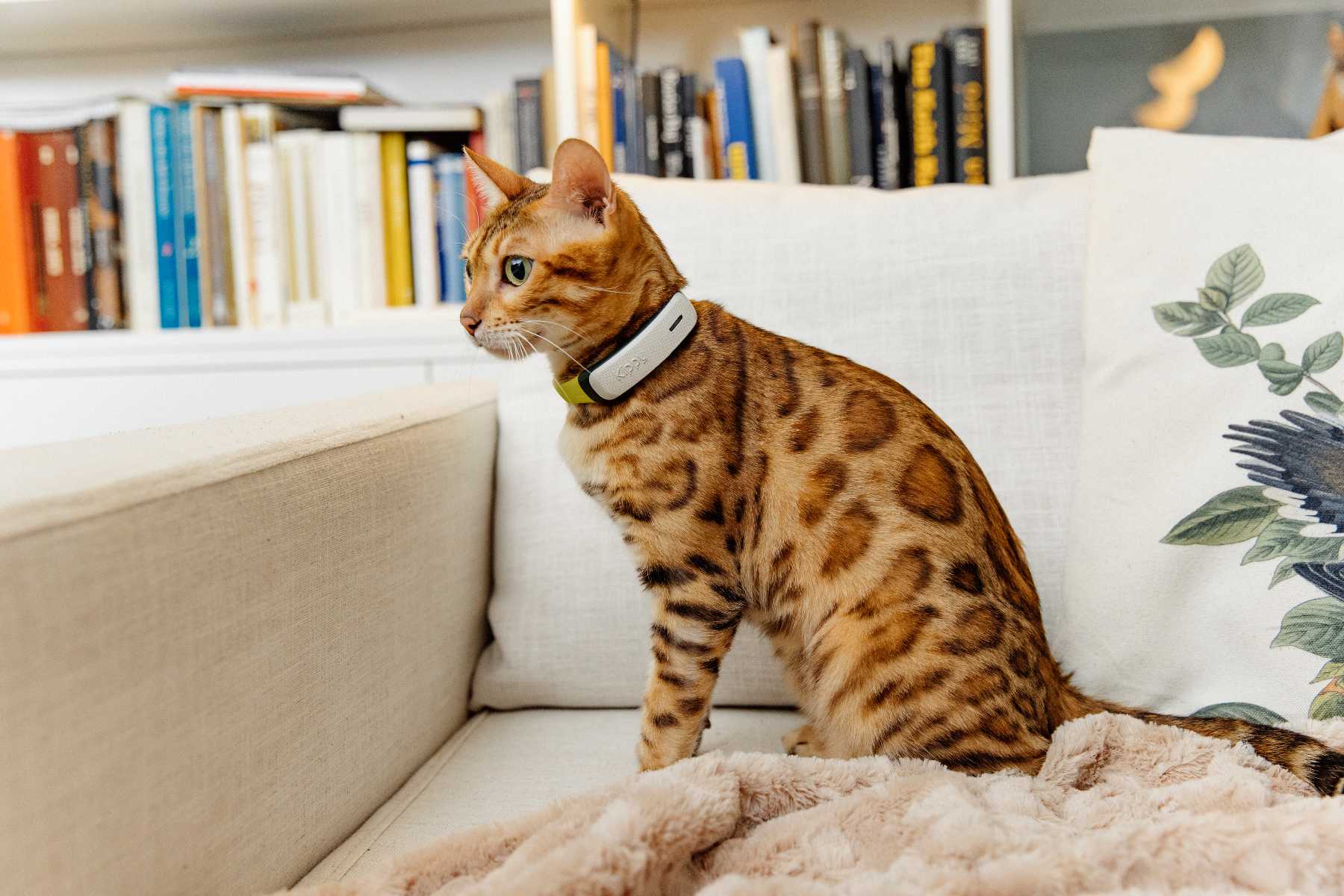 I cani scappano il 43% in più rispetto ai gatti, dimostrandosi decisamente più irrequieti nel gestire il perimetro dello spazio domestico