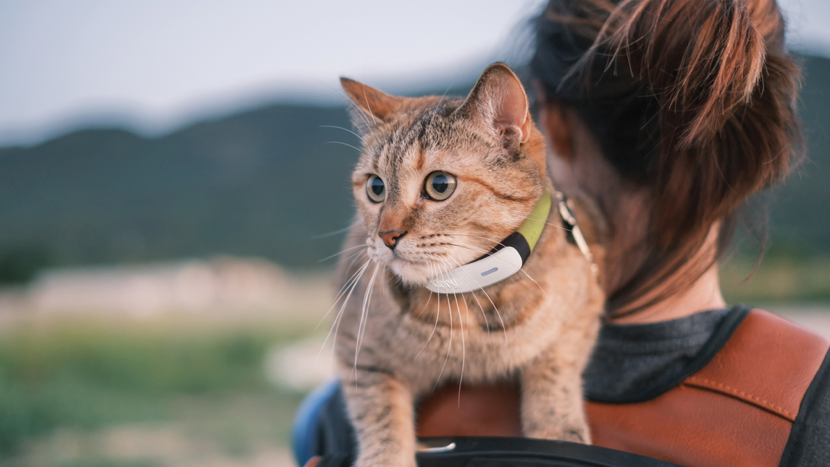 Secondo un recente studio, gli animali domestici italiani sono tra i più inclini alla fuga in Europa. Ecco quali pet scappano più spesso e le motivazioni dietro questo comportamento