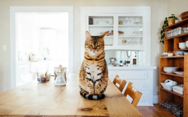 Gatto che osserva un robot aspirapolvere in azione