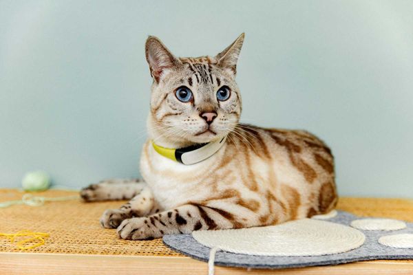 GPS tracker per cani e gatti applicato al collare: monitoraggio in tempo reale, sicurezza e controllo degli spostamenti degli animali domestici