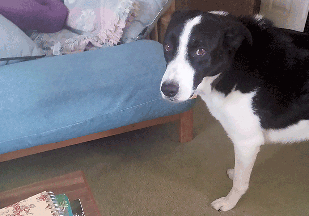 S.N.O.W. Rant and Duke the Community Dog