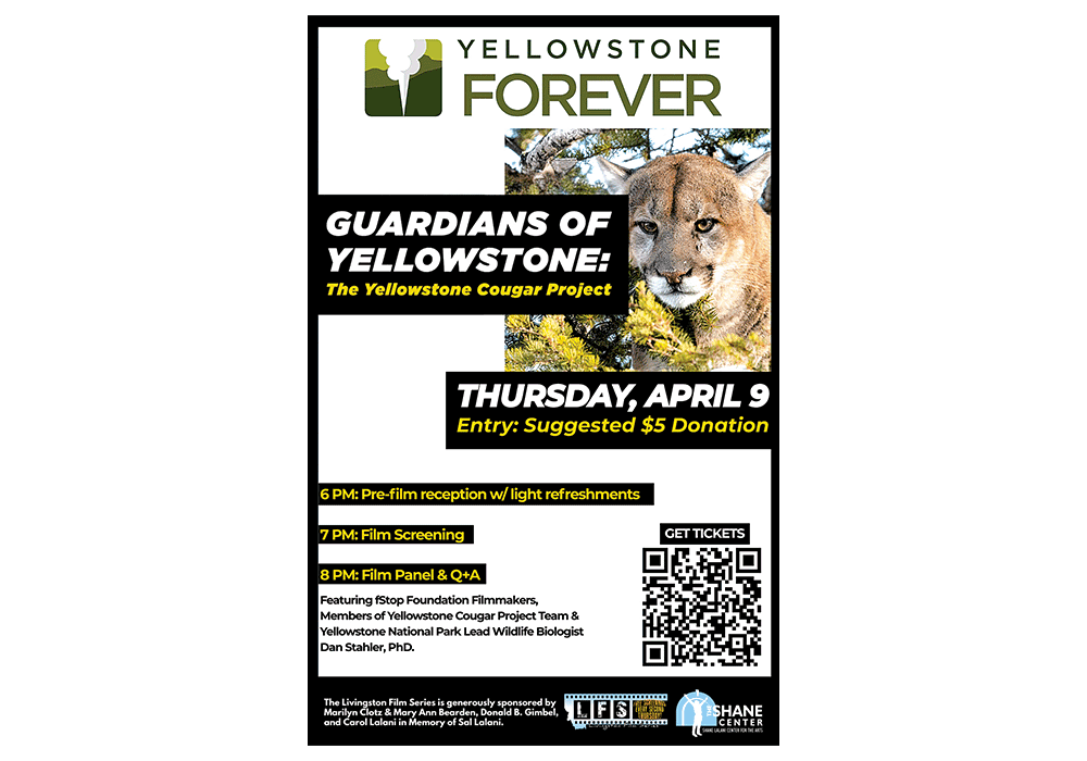 New Documentary Explores the Science and Stewardship Behind Yellowstone's Cougars