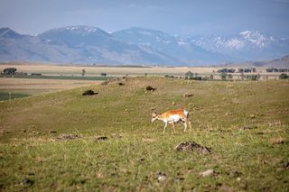 GVLT Reaches Milestone of 75,000 Acres Conserved in Southwest Montana