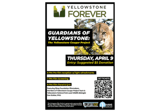 New Documentary Explores the Science and Stewardship Behind Yellowstone's Cougars