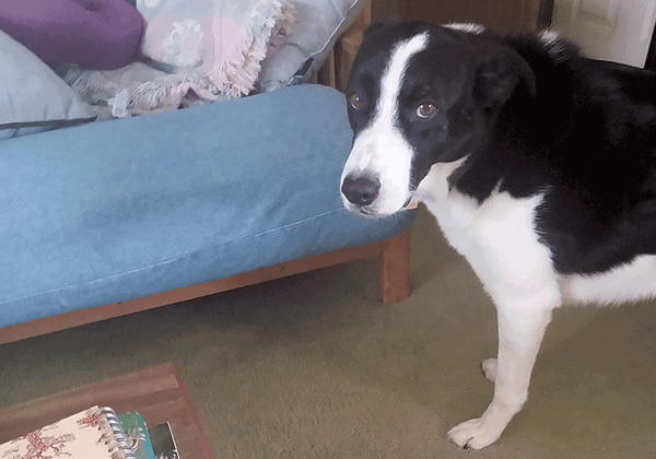 S.N.O.W. Rant and Duke the Community Dog