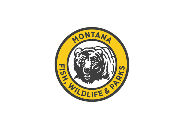 2024 Sampling Shows Overwhelming Majority of Fish are Healthy in Upper Missouri River Basin