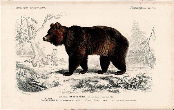 The Livingston Depot Center Opens Museum for the Summer With a New Featured Exhibit: “The Grizzly Bear Illustrated: 1828–1943”