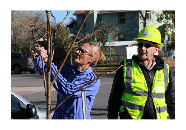 Livingston Loves Trees Launches Community Tree Pruning Initiative