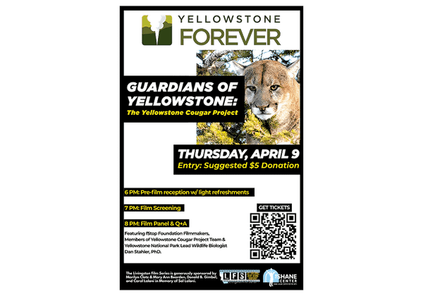New Documentary Explores the Science and Stewardship Behind Yellowstone's Cougars