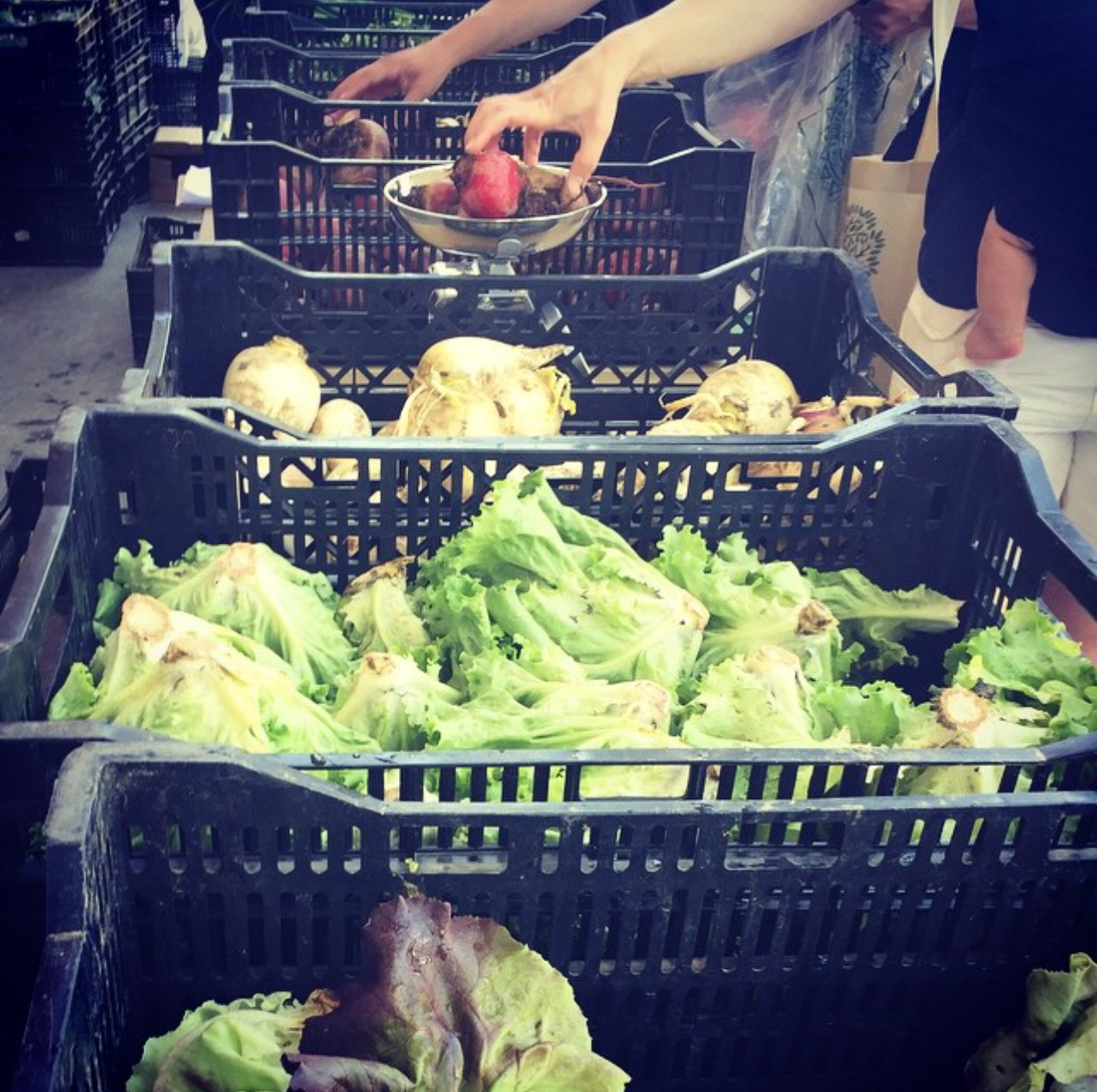 Hands selecting CSA vegetables.