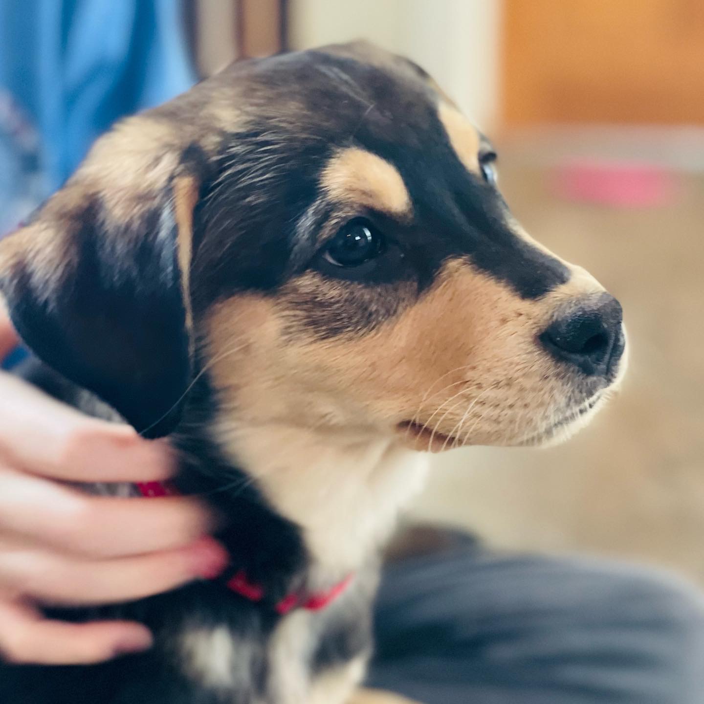 Cutest puppy face in the world