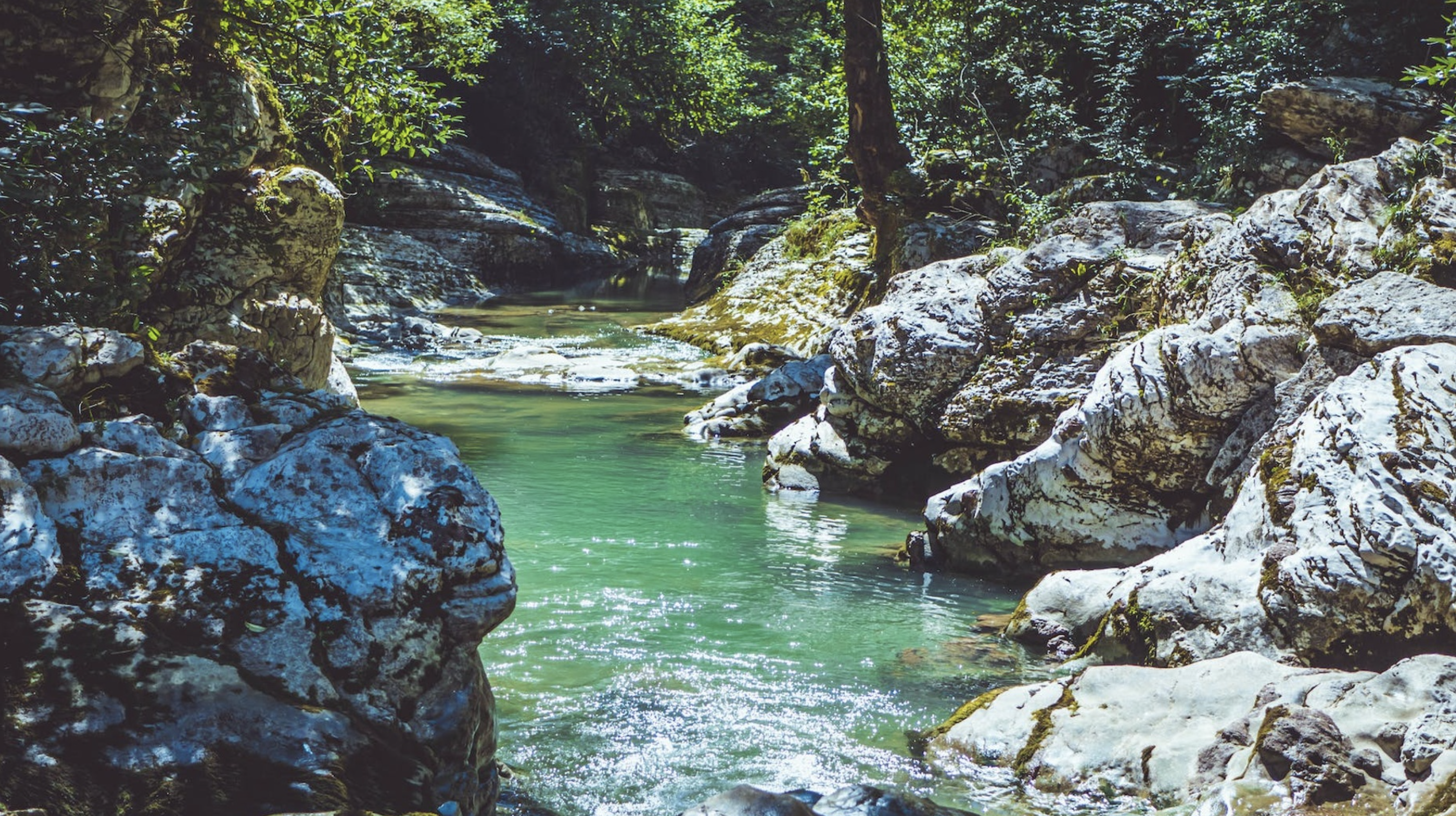 A beautiful pond in summer