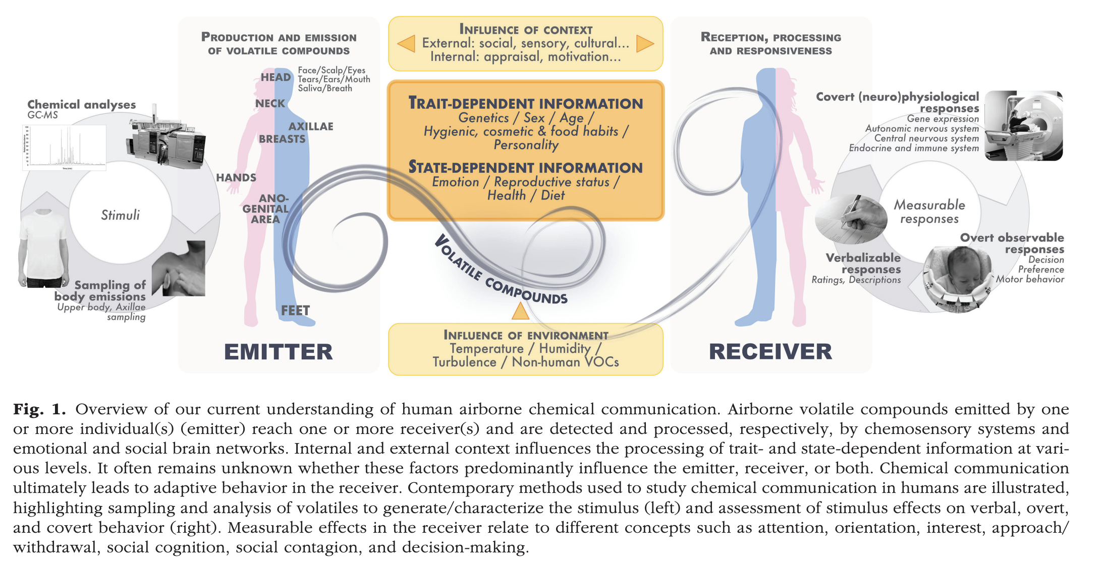 Overview of our current understanding of human airborne chemical communication. Airborne volatile compounds emitted by one or more individual(s) (emitter) reach one or more receiver(s) and are detected and processed, respectively, by chemosensory systems and emotional and social brain networks. Internal and external context influences the processing of trait- and state-dependent information at various levels. It often remains unknown whether these factors predominantly influence the emitter, receiver, or both. Chemical communication ultimately leads to adaptive behavior in the receiver. Contemporary methods used to study chemical communication in humans are illustrated, highlighting sampling and analysis of volatiles to generate/characterize the stimulus (left) and assessment of stimulus effects on verbal, overt, and covert behavior (right). Measurable effects in the receiver relate to different concepts such as attention, orientation, interest, approach/ withdrawal, social cognition, social contagion, and decision-making.