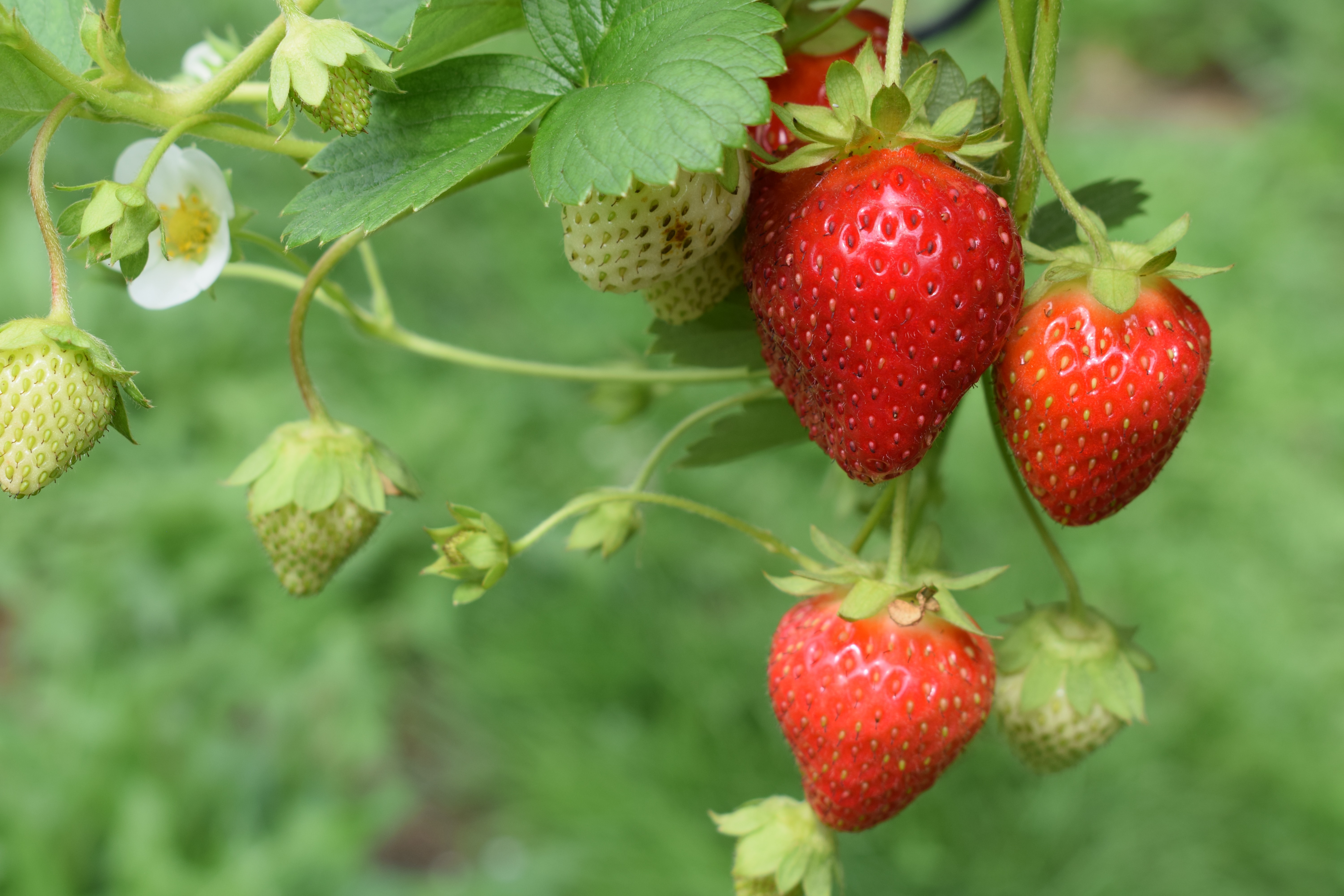 Strawberries on a vine